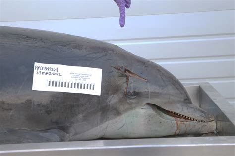 amy johnson dolphin|Dolphin’s stabbing death investigated by Florida .